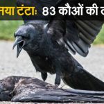 इंदौर में नया टंटाः बर्ड फ्लू का खतरा, 83 कौए मरे हुए मिले –