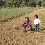 मजबूर किसान, खडी़ फसलों में कर रहे जुताई..