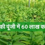 चंदन का उत्पादन: मात्र 1 लाख की पूंजी में 60 लाख का मुनाफा