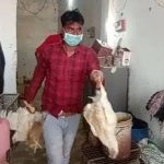 भिंड में मरी मुर्गियों को बर्ड फ्लू पॉजिटिव, आमजन और प्रसासन में हड़कंप-