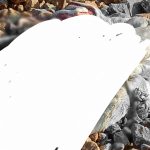 रतलाम/सैलाना: गोवध के मामले में एक आरोपी गिरफ्तार, छह फरार-
