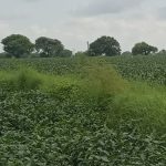 एक्सप्रेसवे : अधिग्रहण की गई भूमि से अधिक भूमि पर लगा रहे पोल-