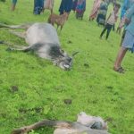 रतलाम:  केसरपुरा में बिजली गिरने से तीन गायों की मोत-
