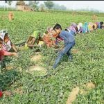 रतलाम मंडी में मटर फली 5 रुपये किलों, मौसम ने बिगाड़ा भाव या किसान आंदोलन का असर-