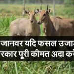 जंगली जानवर खेत या मकान को नुकसान पहुंचाएंगे तो सरकार मुआवजा देगी