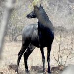 दुर्लभ पक्षियों का घर बना नौरादेही अभयारण्य