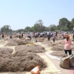 MP में देश की अनोखी हर्बल मंडी; फूल, कांटे, पत्ती, छिलके, बीज, छाल, जड़ सब के मिलते अच्छे दाम किसानों के लिए है वरदान